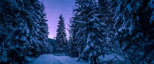 Preview wallpaper winter, forest, road, snow, starry sky