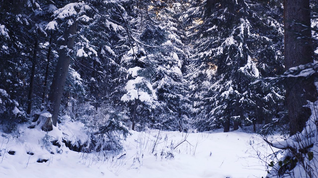 Wallpaper winter, forest, snow, trees