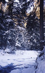 Preview wallpaper winter, forest, snow, trees