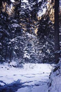 Preview wallpaper winter, forest, snow, trees