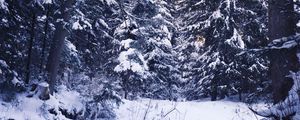 Preview wallpaper winter, forest, snow, trees