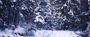 Preview wallpaper winter, forest, snow, trees