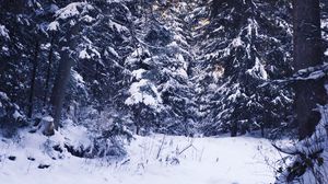 Preview wallpaper winter, forest, snow, trees