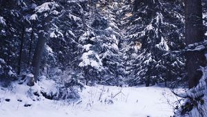 Preview wallpaper winter, forest, snow, trees