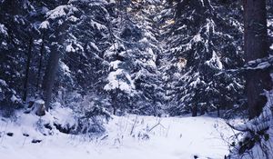 Preview wallpaper winter, forest, snow, trees