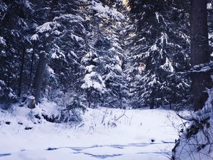 Preview wallpaper winter, forest, snow, trees