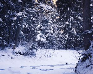 Preview wallpaper winter, forest, snow, trees