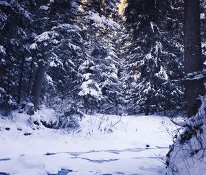 Preview wallpaper winter, forest, snow, trees