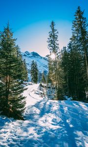 Preview wallpaper winter, forest, snow, trees, path, turn