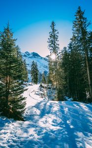 Preview wallpaper winter, forest, snow, trees, path, turn