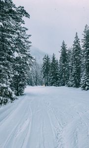 Preview wallpaper winter, forest, snow, trees, road, traces