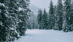 Preview wallpaper winter, forest, snow, trees, road, traces