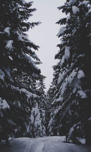 Preview wallpaper winter, forest, snow, trees, passage