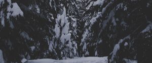 Preview wallpaper winter, forest, snow, trees, passage