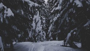 Preview wallpaper winter, forest, snow, trees, passage