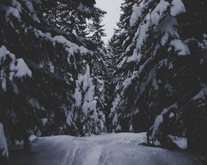 Preview wallpaper winter, forest, snow, trees, passage