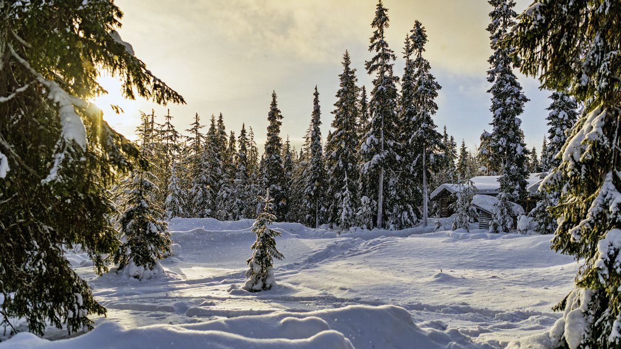 Wallpaper winter, forest, spruces, snow, nature