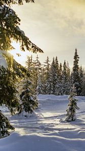 Preview wallpaper winter, forest, spruces, snow, nature