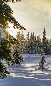 Preview wallpaper winter, forest, spruces, snow, nature