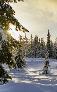Preview wallpaper winter, forest, spruces, snow, nature