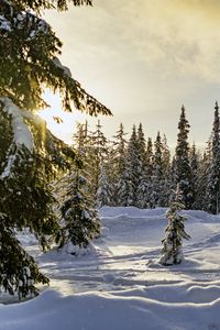 Preview wallpaper winter, forest, spruces, snow, nature