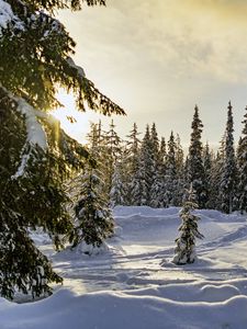 Preview wallpaper winter, forest, spruces, snow, nature