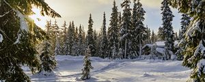Preview wallpaper winter, forest, spruces, snow, nature