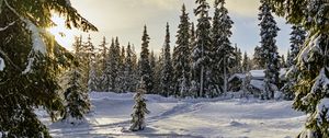 Preview wallpaper winter, forest, spruces, snow, nature