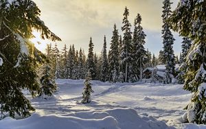 Preview wallpaper winter, forest, spruces, snow, nature
