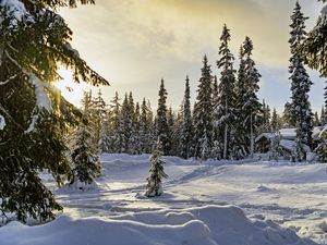 Preview wallpaper winter, forest, spruces, snow, nature