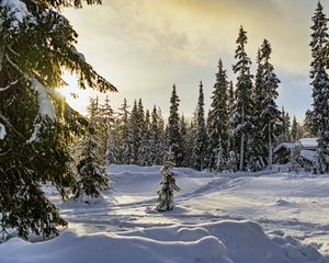 Preview wallpaper winter, forest, spruces, snow, nature