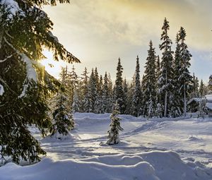 Preview wallpaper winter, forest, spruces, snow, nature