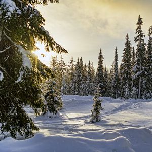 Preview wallpaper winter, forest, spruces, snow, nature