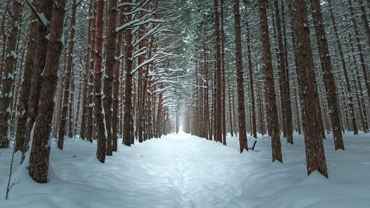 Wallpaper winter, forest, trail, snow, trees