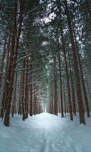 Preview wallpaper winter, forest, trail, snow, trees