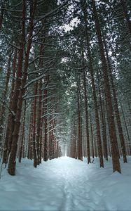 Preview wallpaper winter, forest, trail, snow, trees