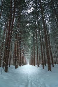 Preview wallpaper winter, forest, trail, snow, trees