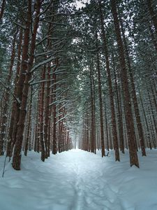 Preview wallpaper winter, forest, trail, snow, trees