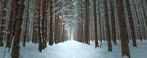 Preview wallpaper winter, forest, trail, snow, trees