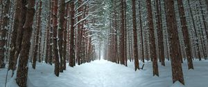 Preview wallpaper winter, forest, trail, snow, trees