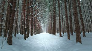 Preview wallpaper winter, forest, trail, snow, trees