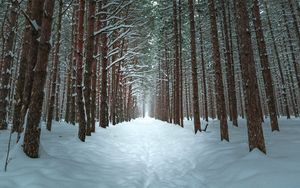 Preview wallpaper winter, forest, trail, snow, trees