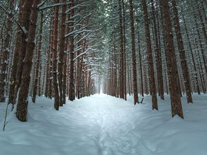 Preview wallpaper winter, forest, trail, snow, trees