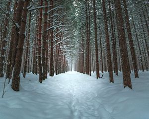 Preview wallpaper winter, forest, trail, snow, trees