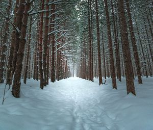 Preview wallpaper winter, forest, trail, snow, trees