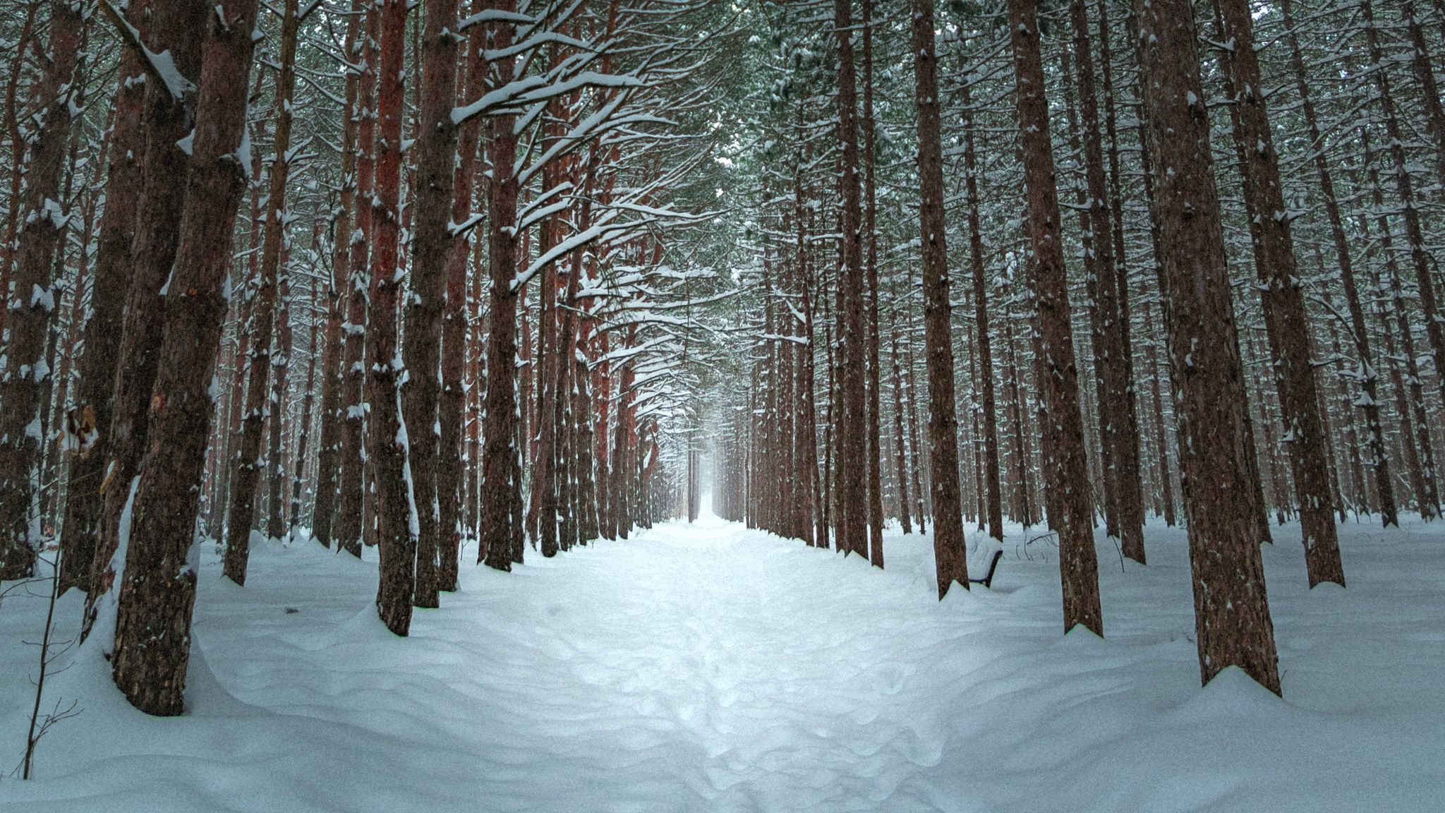 Download wallpaper 2048x1152 winter, forest, trail, snow, trees