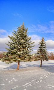 Preview wallpaper winter, forest, trees, snow