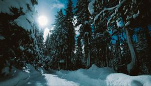 Preview wallpaper winter, forest, trees, snow, road, sunlight