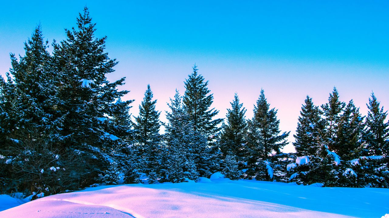 Wallpaper winter, forest, trees, bright, sky