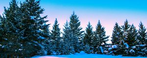Preview wallpaper winter, forest, trees, bright, sky